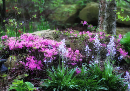 The Growing Popularity of Alternative Medicine in Clark County, Kentucky